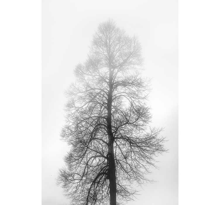 Graustufenbaum Rollo Winter - TenStickers