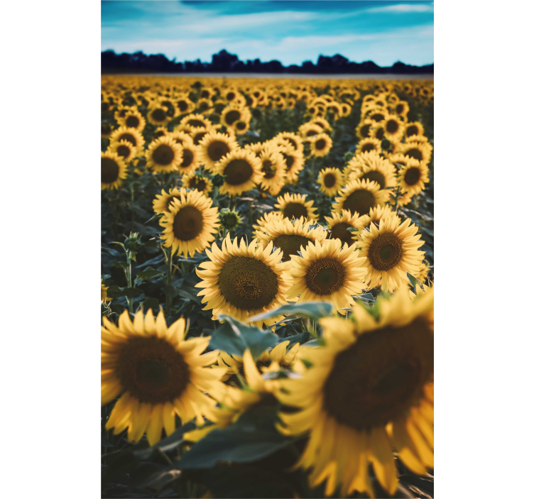 Rollo mit Blumen Sonnenblumenfeld - TenStickers
