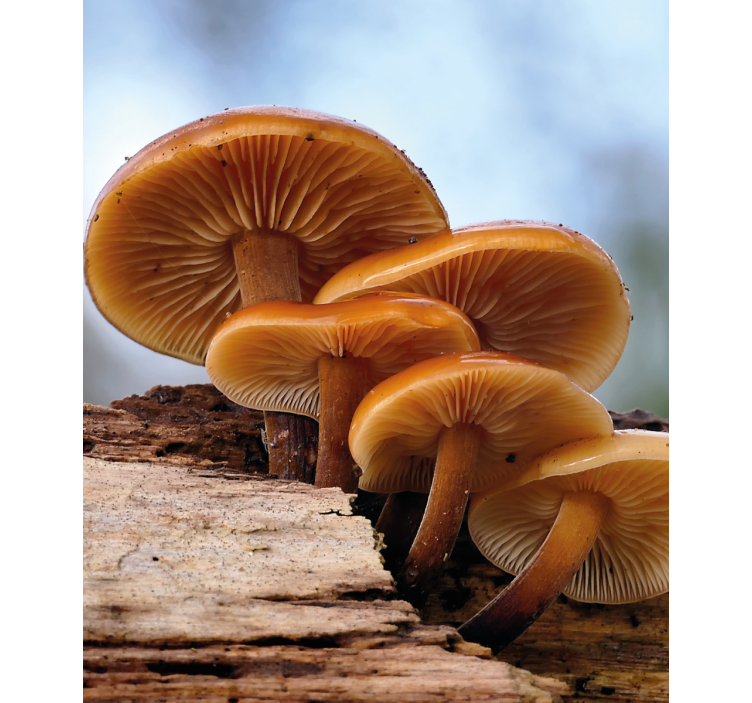 Rollo Fenster Blumen pilzwachstum - TenStickers