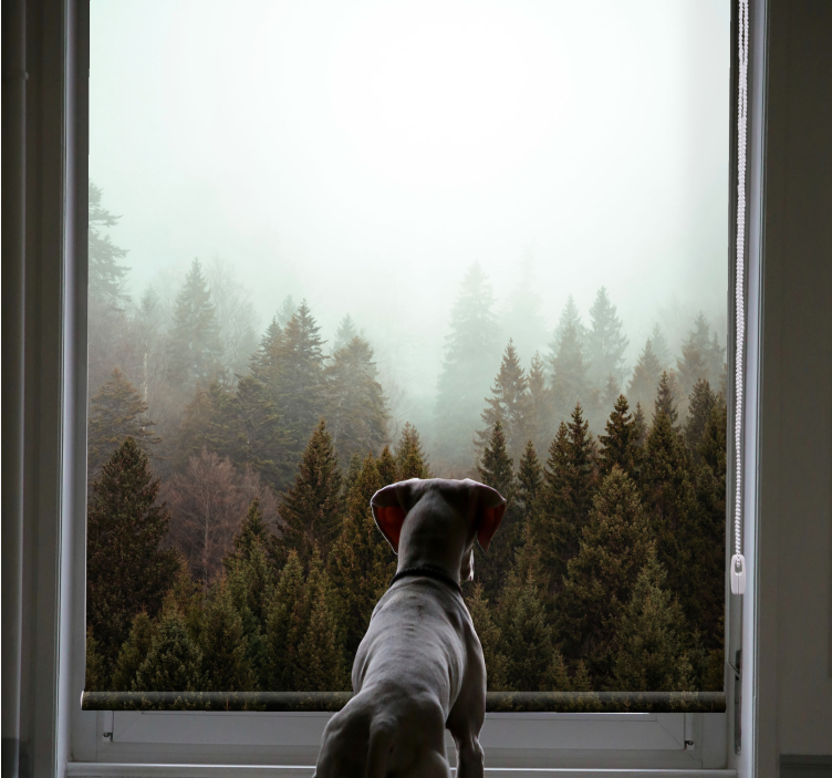 Rollo Fenster Baum nebligen waldblick - TenStickers