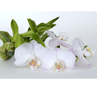 Rollo fenster weiß mit weißer grüner orchidee - TenStickers