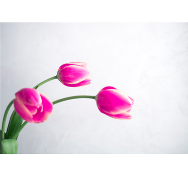 Rollo fenster weiß mit drei tulpen auf weißem hintergrund - TenStickers