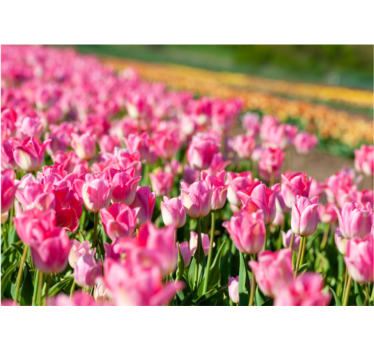 Rollo fenster wohnzimmer tulpenfeld - TenStickers