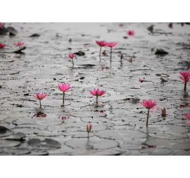 Rollo fenster wohnzimmer lotos blumen auf wasser grau - TenStickers