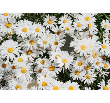 Rollo fenster wohnzimmer gänseblümchen wiese - TenStickers