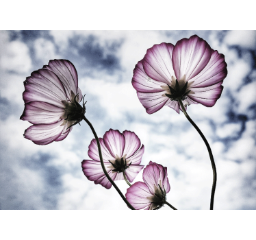 Rollo fenster wohnzimmer elegantes design lila kosmosblume - TenStickers