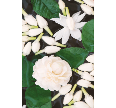 Blumen Rollo Schöne seeblume - TenStickers