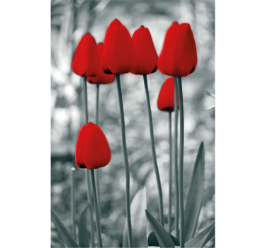 Blumen Rollo Rote tulpen bunt - TenStickers