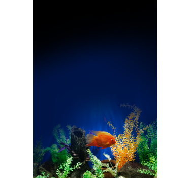 Rollo Tiere Aquarienleben - TenStickers