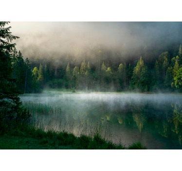 Rollo Fenster Baum nebligen wald reflexion - TenStickers