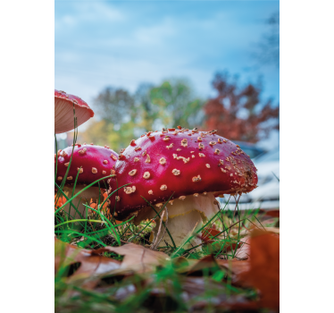 Rollo Fenster Blumen leuchtend rote pilze - TenStickers