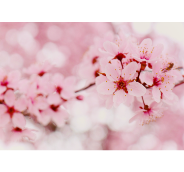 Rollo Fenster Blumen kirschblüten-eleganz - TenStickers