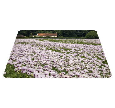 Tischsets originell lavendelfeld - TenStickers