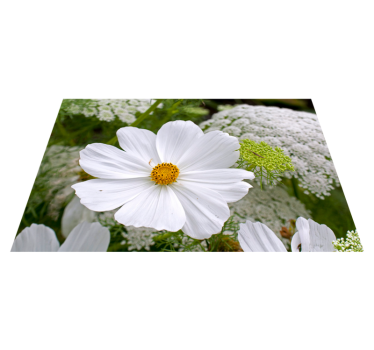 Tischsets originell elegante weiße blüten - TenStickers