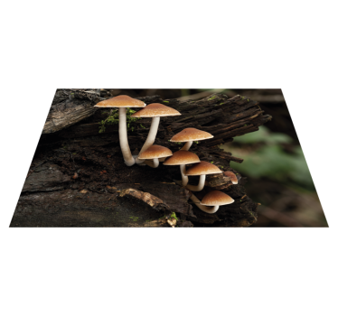 Tischsets originell pilzcluster porträt - TenStickers