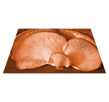 Platzset Textur Darunter orange waldpilze - TenStickers