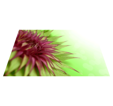 Elegante Distel Bild Tischset - TenStickers
