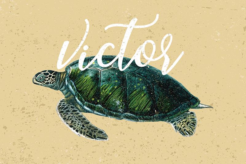 Tischset mit Namen Meeresschildkröte - TenStickers