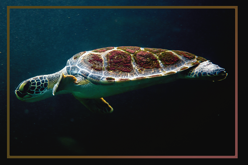 Tischsets originell schildkröten wasserlandschaft - TenStickers