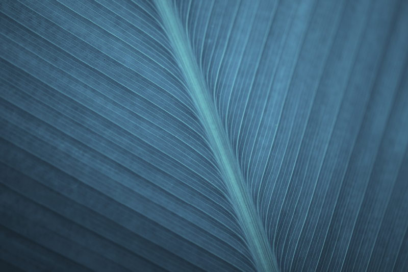 Tischset modern Großes blaugraues blatt - TenStickers