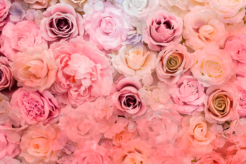 Tischset elegant Nahaufnahme hellrosa rosen - TenStickers