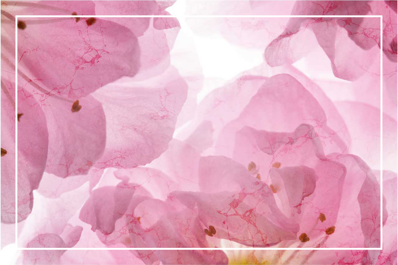 Tischsets originell Rosa blüten mit blättern - TenStickers