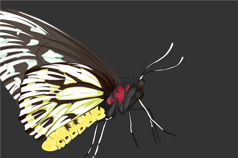 Tischsets originell mit bunten schmetterlingen - TenStickers