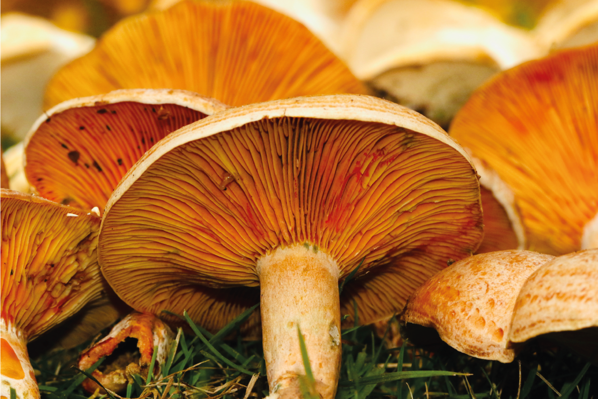 Tischsets originell mit pilzen und ramen - TenStickers