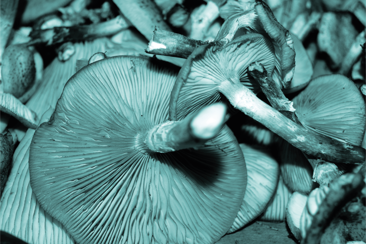 Tischset textur pilz nahaufnahme - TenStickers