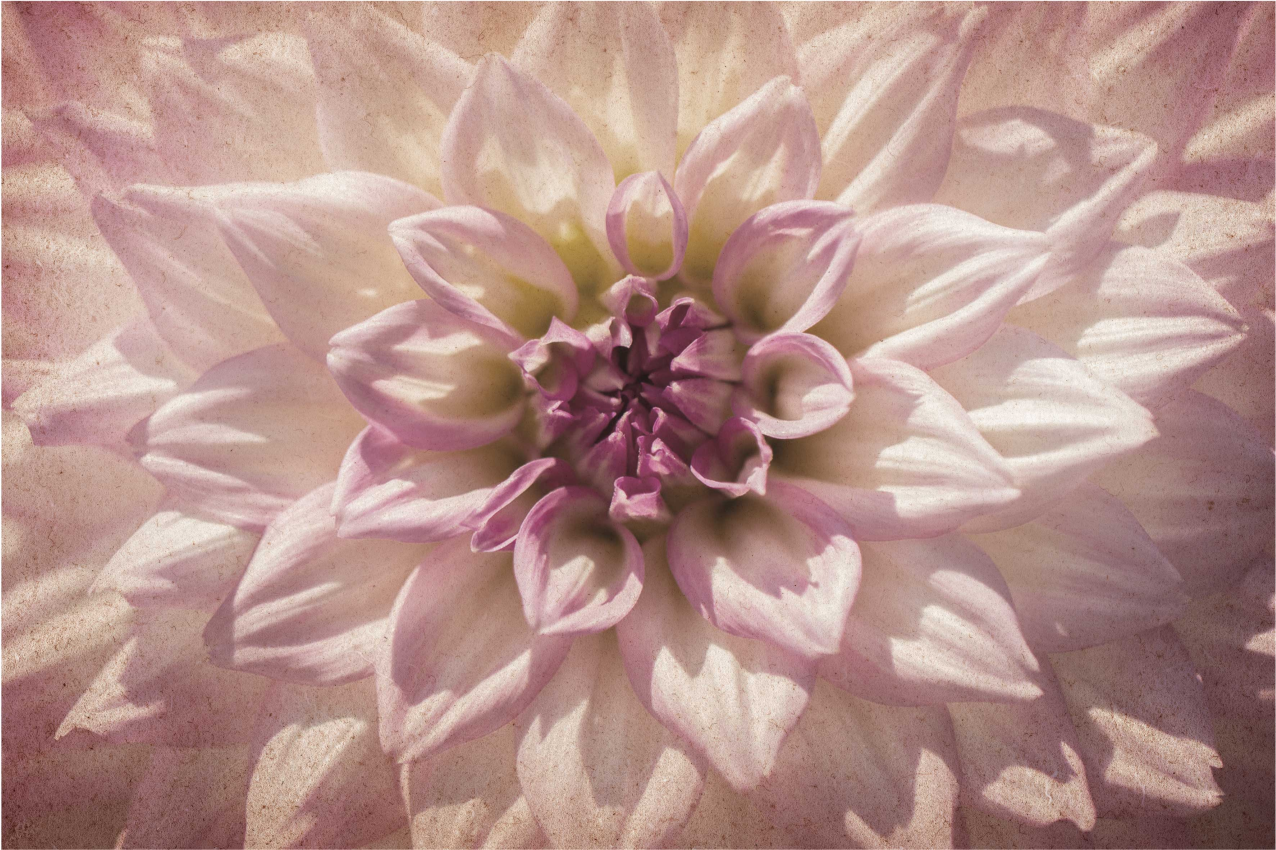 Tischsets originell zarte blumenmuster - TenStickers