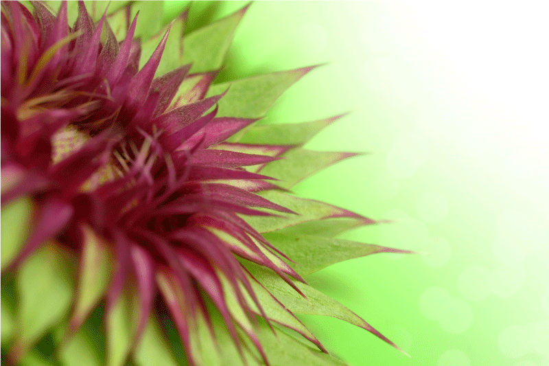 Tischset Bild elegante Distel - TenStickers