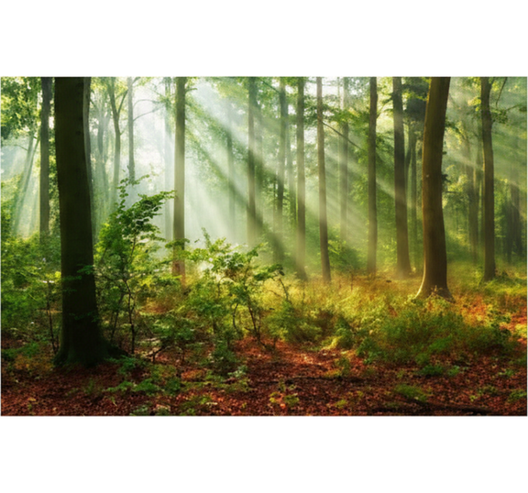 Fototapete wald natürliches licht im wald - TenStickers
