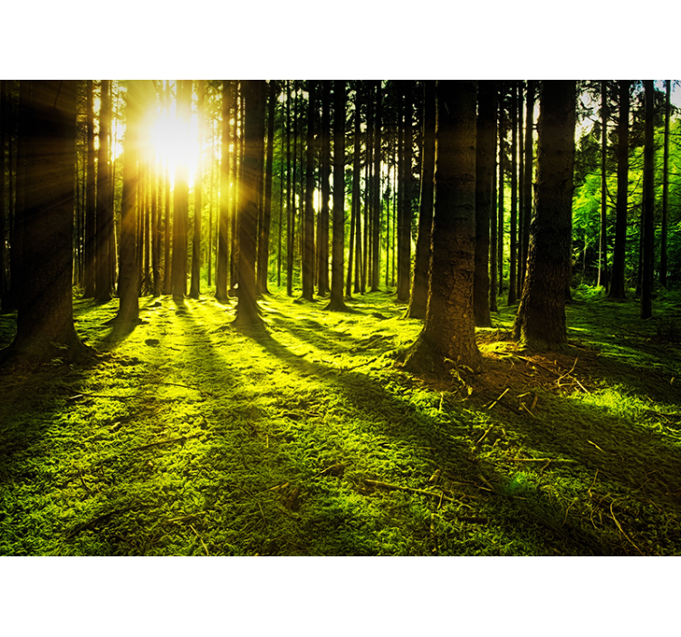 Magisches Wald Landschaft Fototapete Wohnzimmer - TenStickers