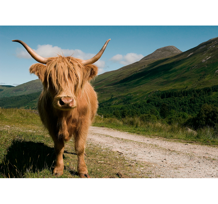 Fototapete Tiere Schottische Highland Kuh - TenStickers