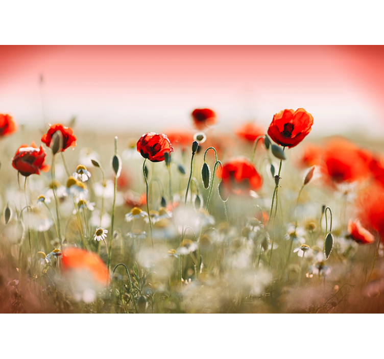 Mohnfeld Blumen Fototapete - TenStickers
