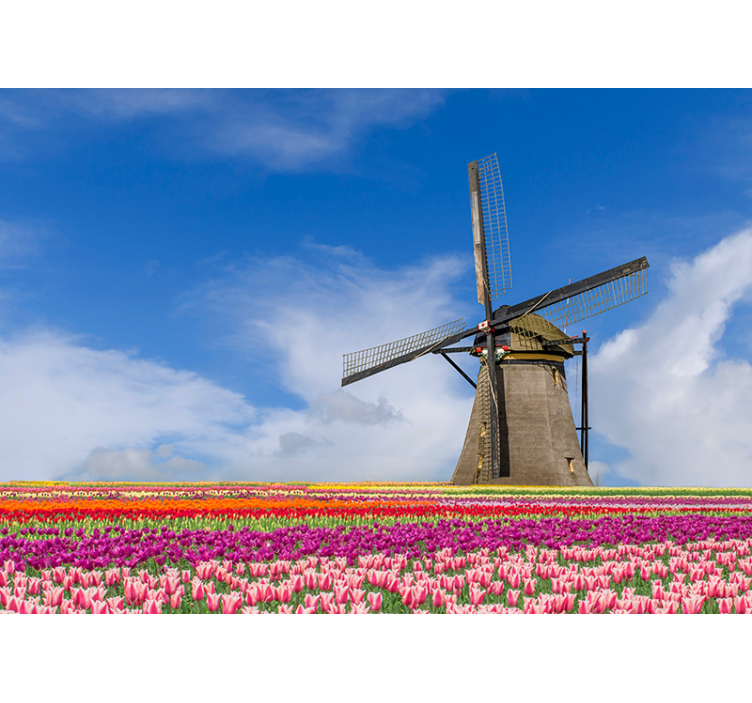 Tulpenfeld und windmühle Fototapete - TenStickers