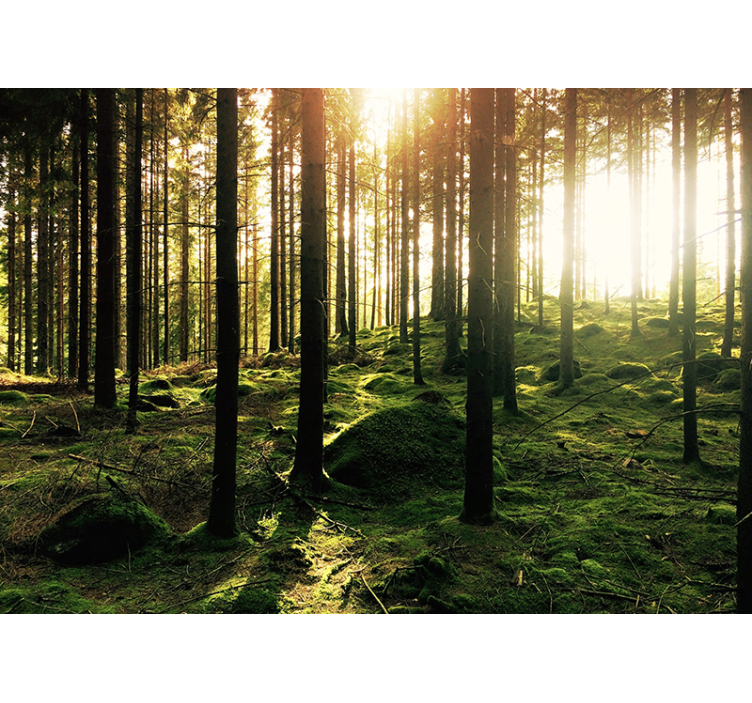 Versteck im Wald Wandtapete - TenStickers