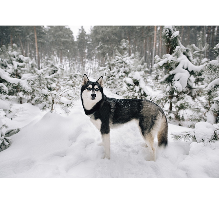 Winterwald und Husky Tier Fototapete - TenStickers