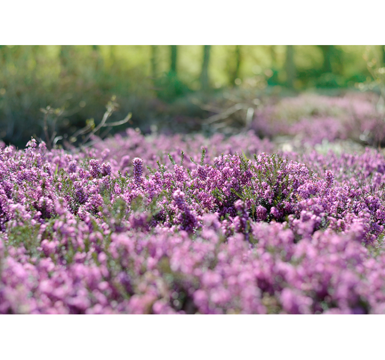 Fototapete Blumen blühende heide - TenStickers