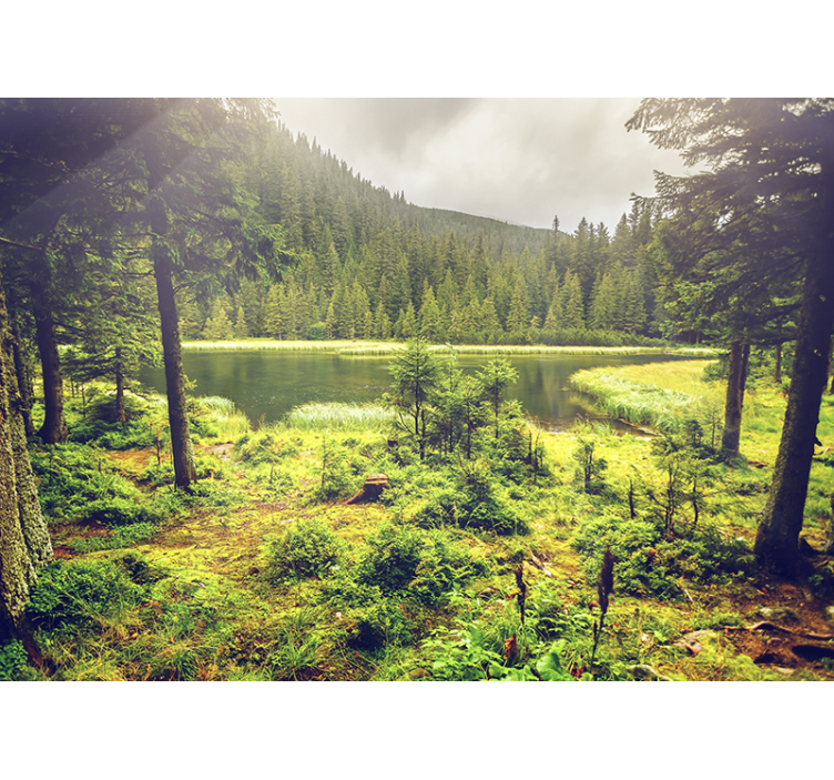 Tapete Wohnzimmer Grüne Bäume - TenStickers