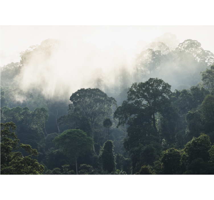 Fototapete Wald Dschungel Hintergrund - TenStickers