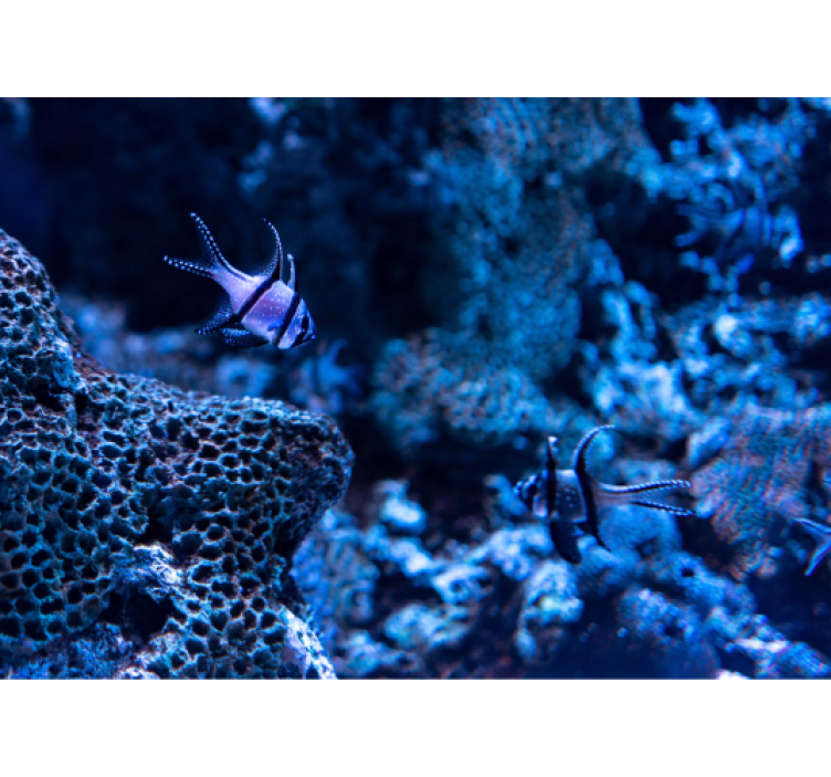 Fototapete Tiere korallenrifffische - TenStickers