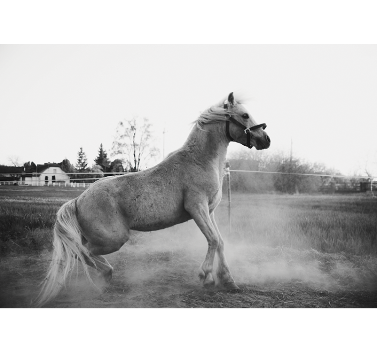 Fototapete tiere galoppierendes pony - TenStickers