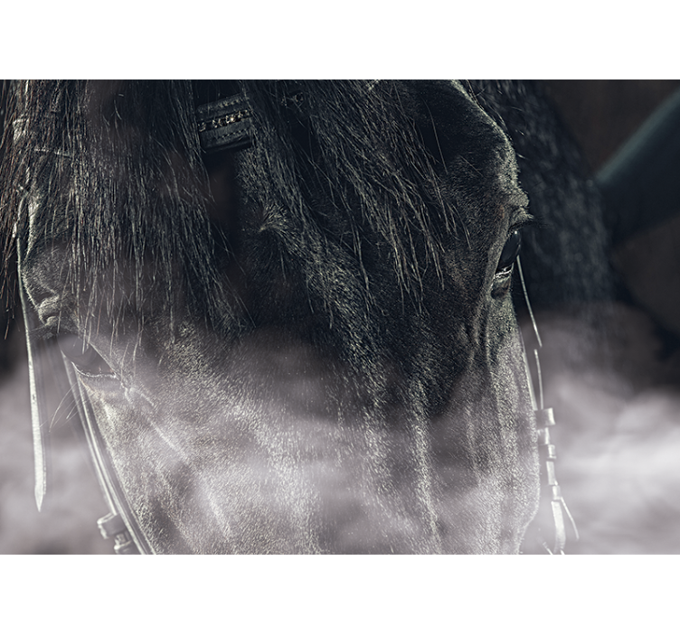 Fototapete Tiere majestätisches pferd, nahaufnahme - TenStickers