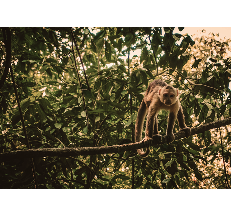 Fototapete Tiere affe auf ast - TenStickers