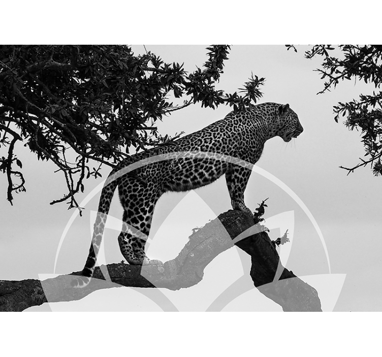 Fototapete Tiere leopard im baum - TenStickers