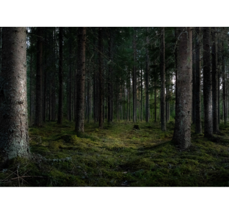 Fototapete Wald üppige waldszene - TenStickers