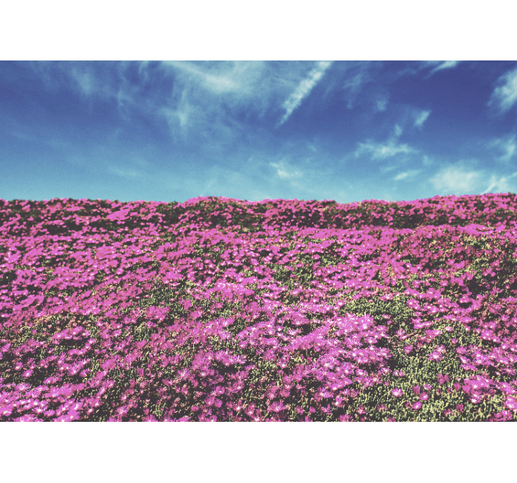 Fototapete Blumen leuchtend rosa blüten - TenStickers