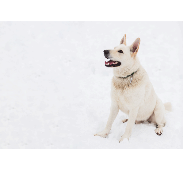 Fototapete Tiere glücklicher weißer hund - TenStickers