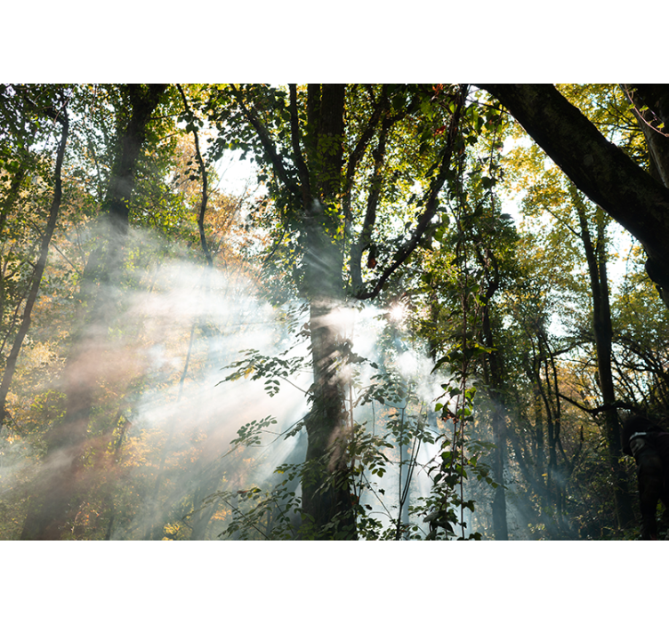 Fototapete Wald ruhige waldatmosphäre - TenStickers